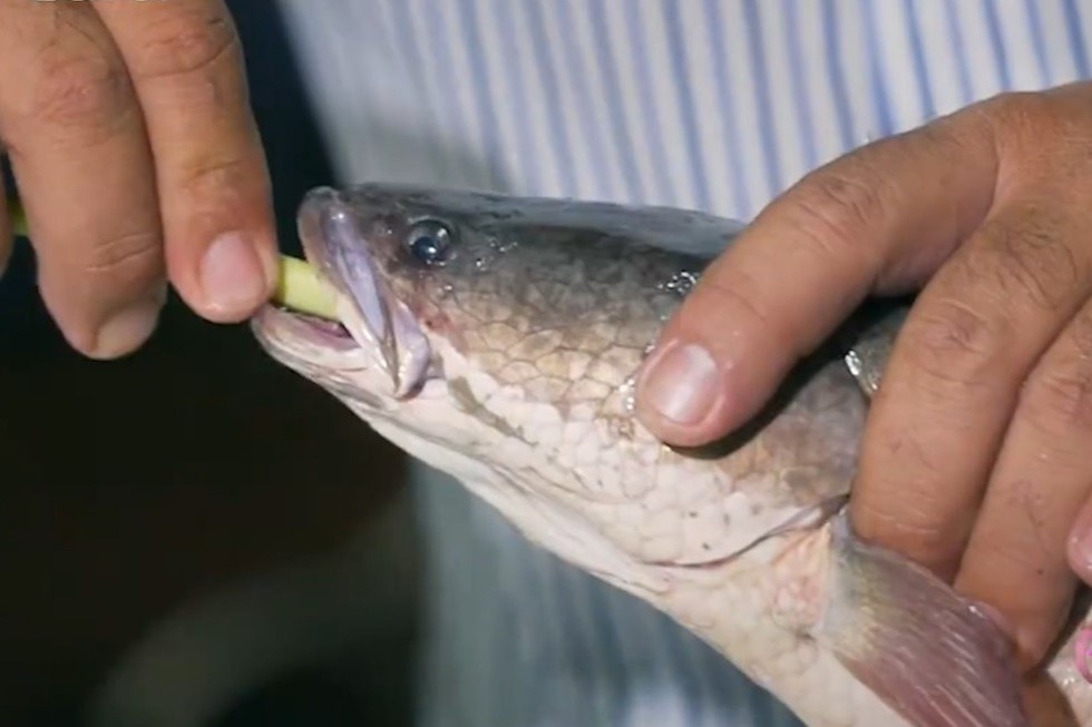 Mon ca loc nuong mo hanh o Ca Mau hinh anh