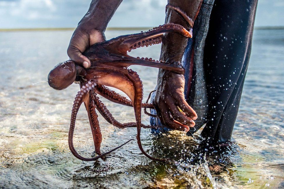 Nhung nguoi dung tay khong bat bach tuoc hinh anh