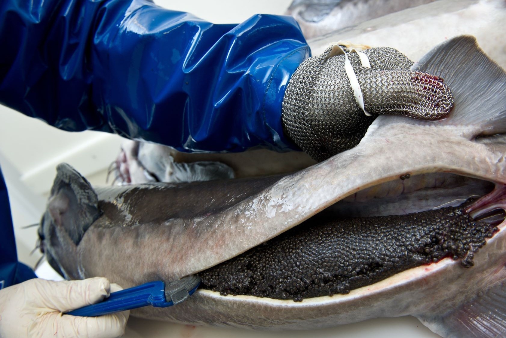 Quy trinh lay trung ca dat nhat the gioi hinh anh