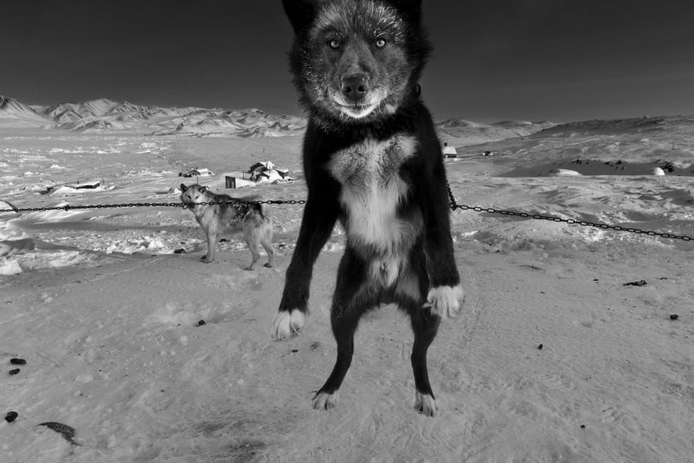 Nhung con cho huyen thoai dang dan bien mat sau 4.000 nam hinh anh