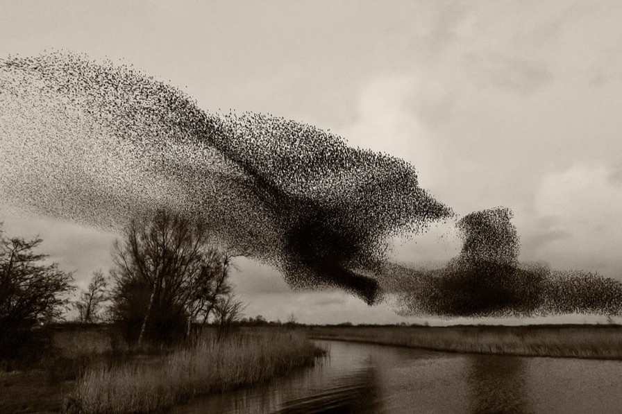 Vu dieu mat troi den cua hang trieu con chim hinh anh