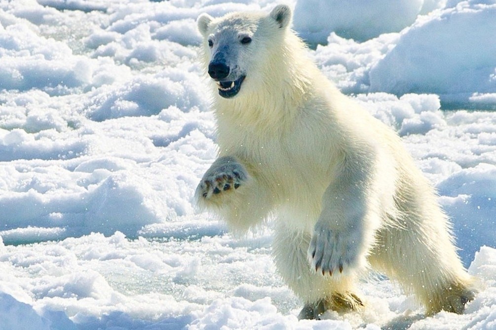 Noi gau Bac Cuc nhieu hon con nguoi hinh anh