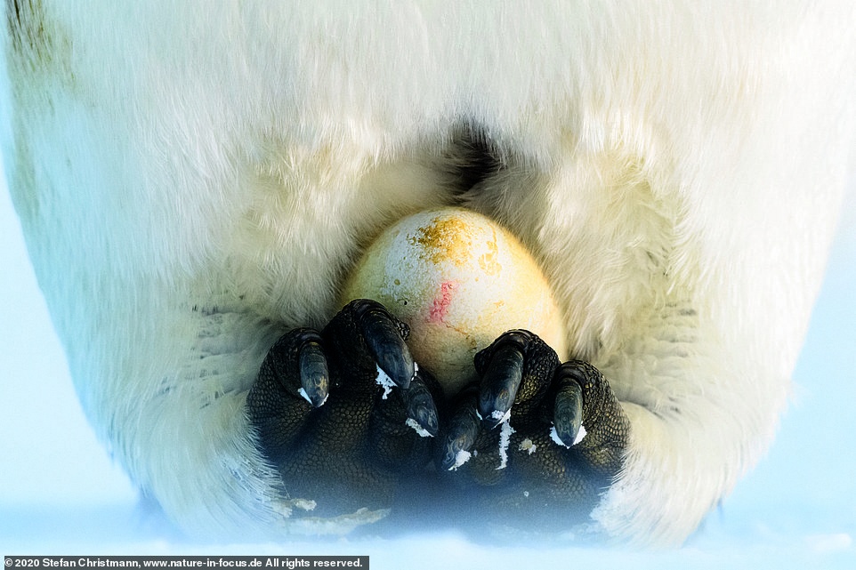 chim canh cut hoang de anh 9