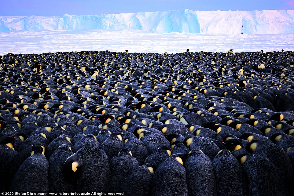 chim canh cut hoang de anh 1
