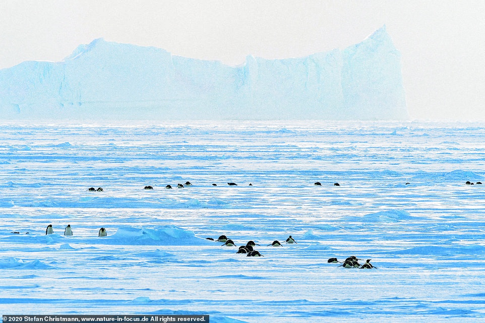 chim canh cut hoang de anh 7