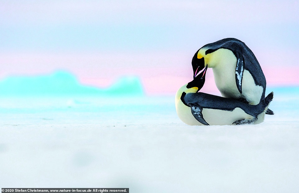 chim canh cut hoang de anh 5