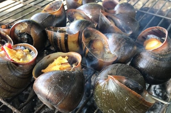 Oc treo gian bep la dac san tinh nao? hinh anh