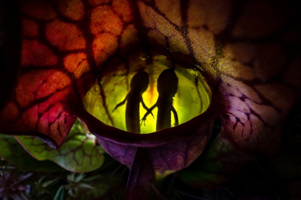 anh phong canh anh 2