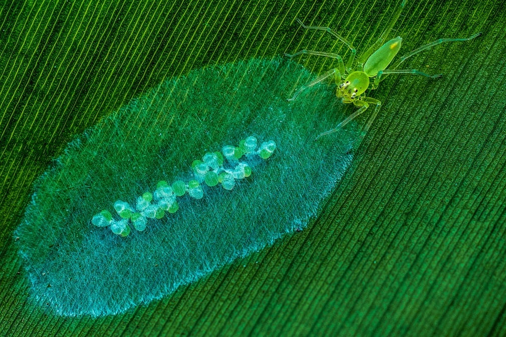 anh phong canh anh 3