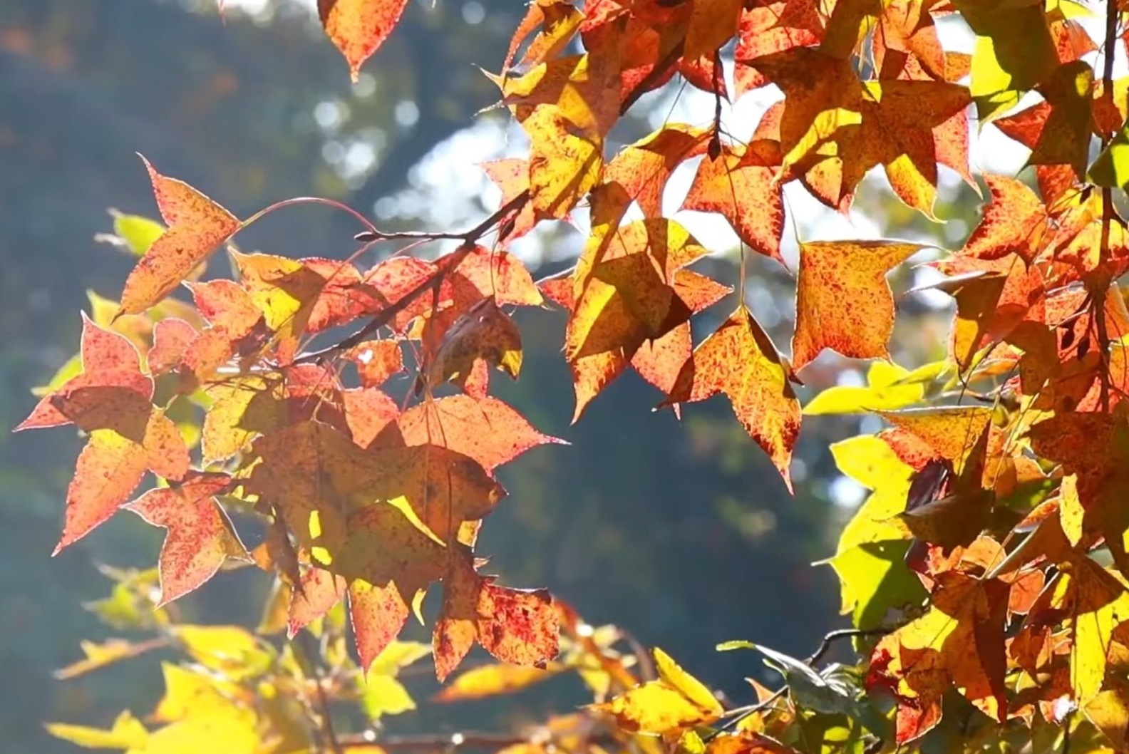 Sac do phu kin khu rung o Trung Quoc hinh anh