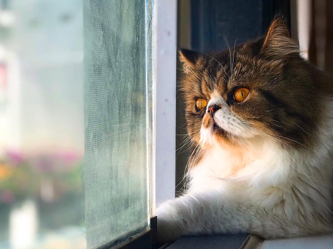 cafe cho da lat anh 1