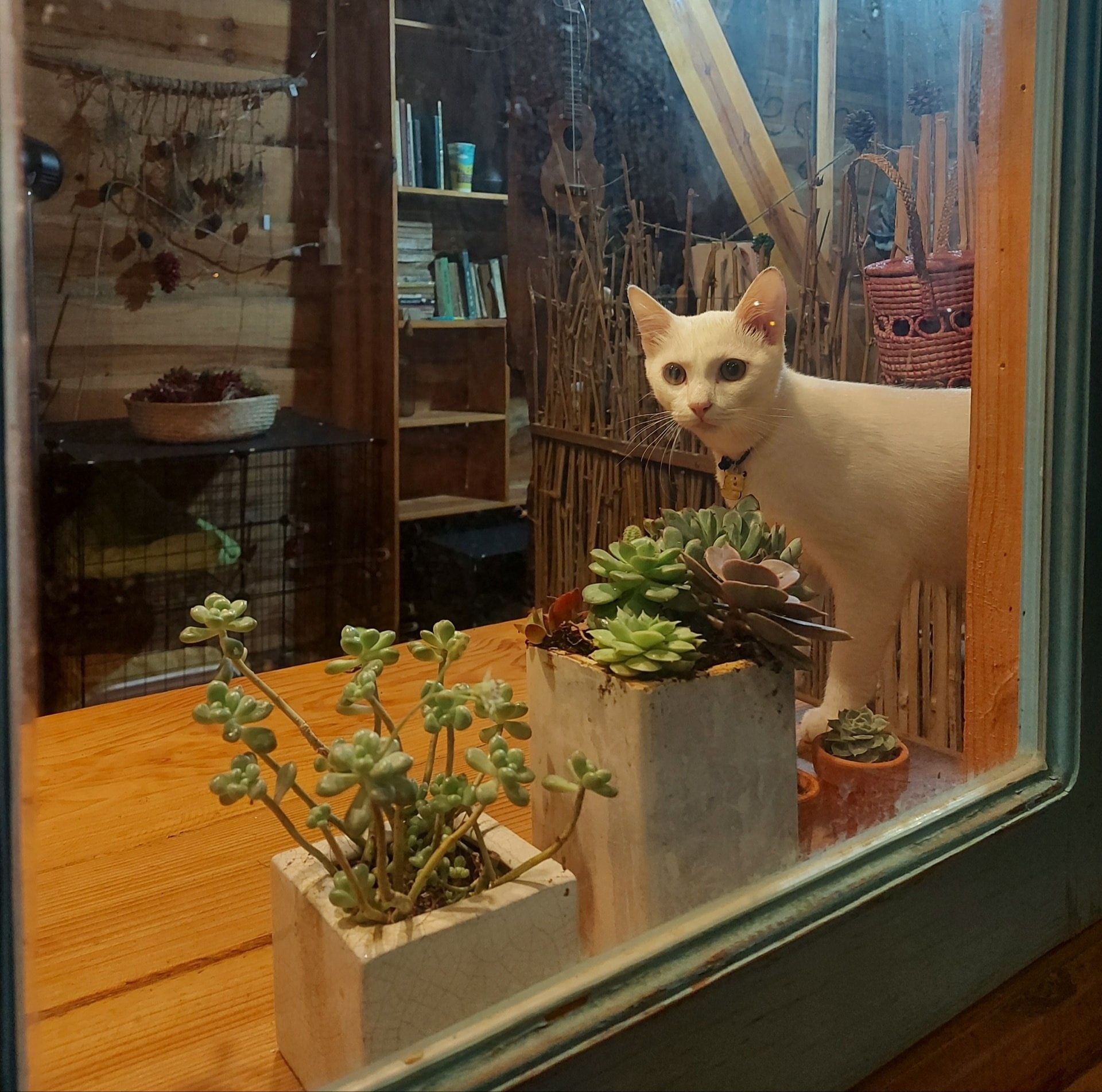 cafe chó đà lạt ảnh 4 cafe cho da lat anh 4