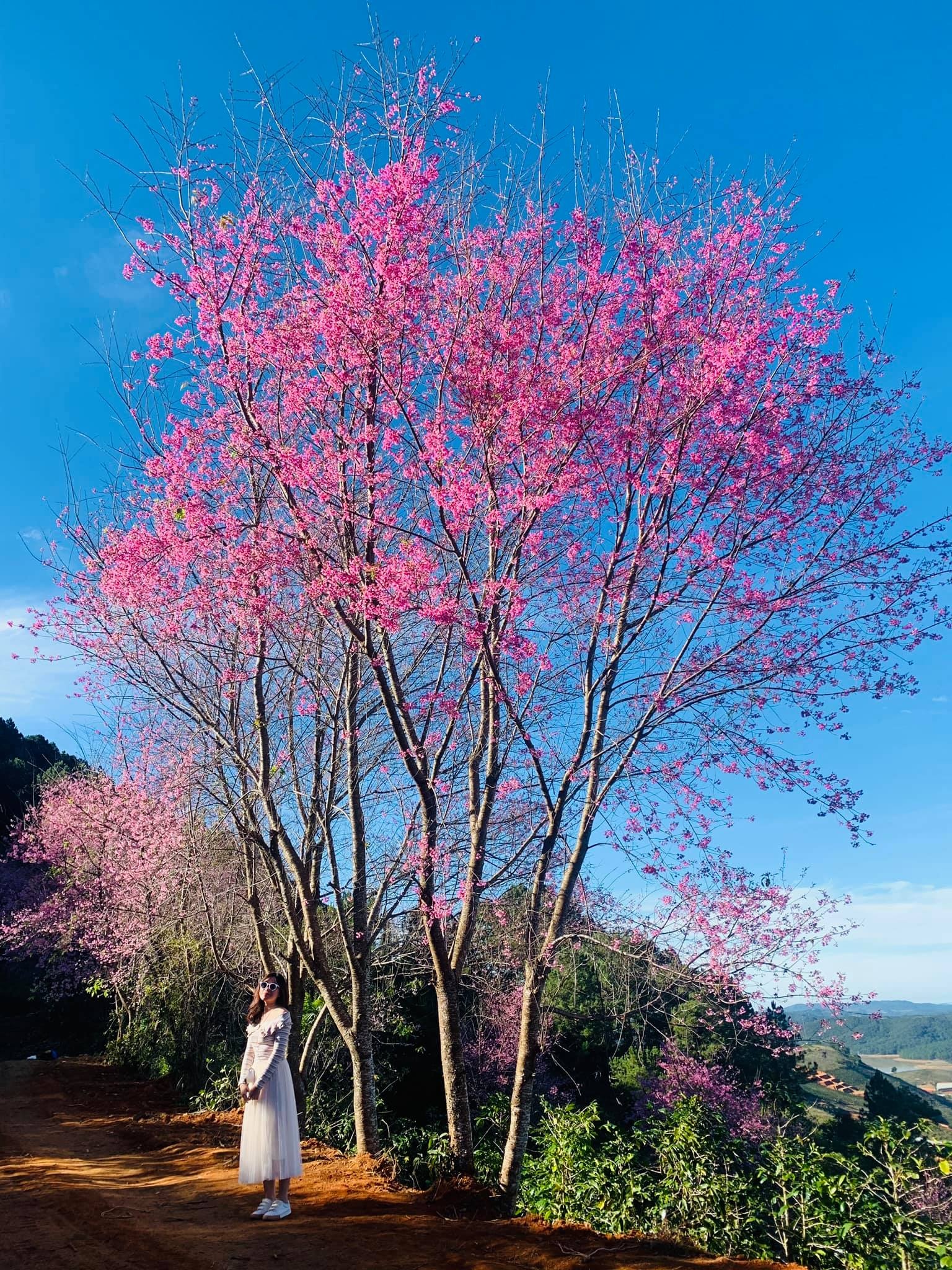 mai anh đào ảnh 6 mai anh dao anh 6