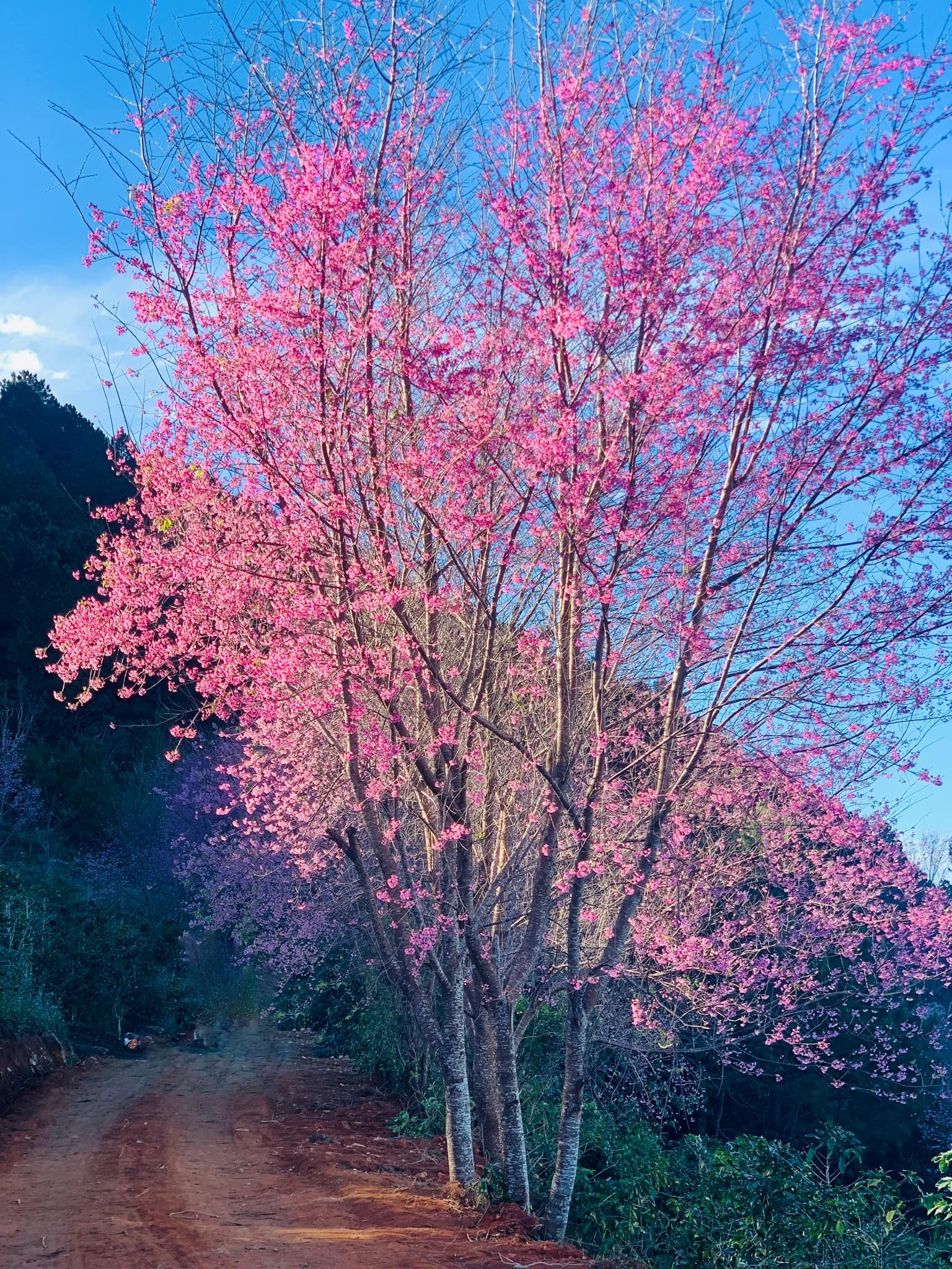 mai anh đào ảnh 5 mai anh dao anh 5