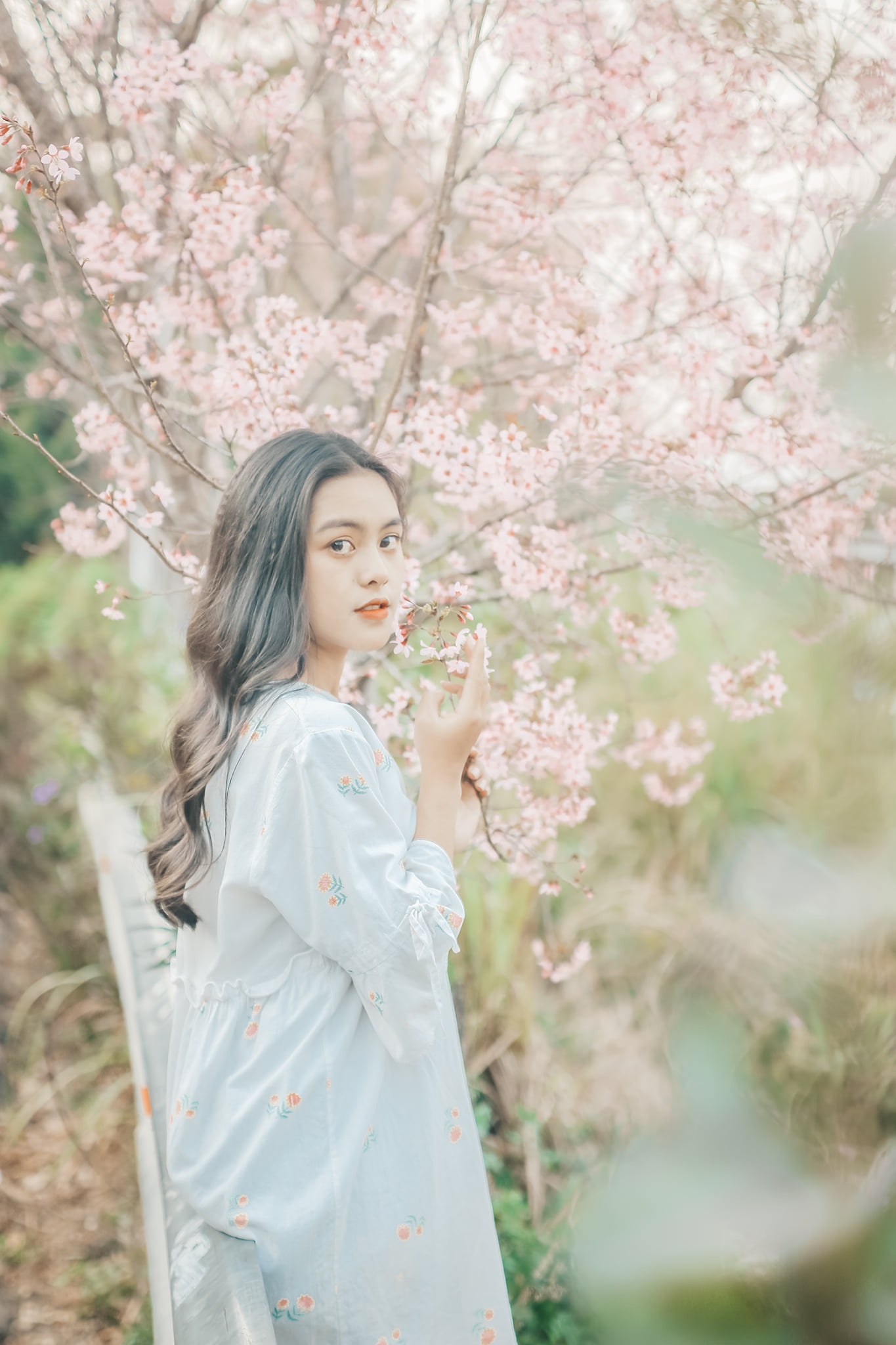 mai anh đào ảnh 2 mai anh dao anh 2