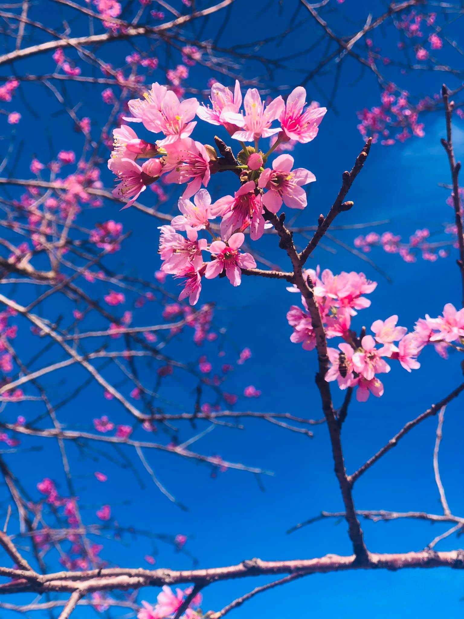 mai anh đào ảnh 1 mai anh dao anh 1