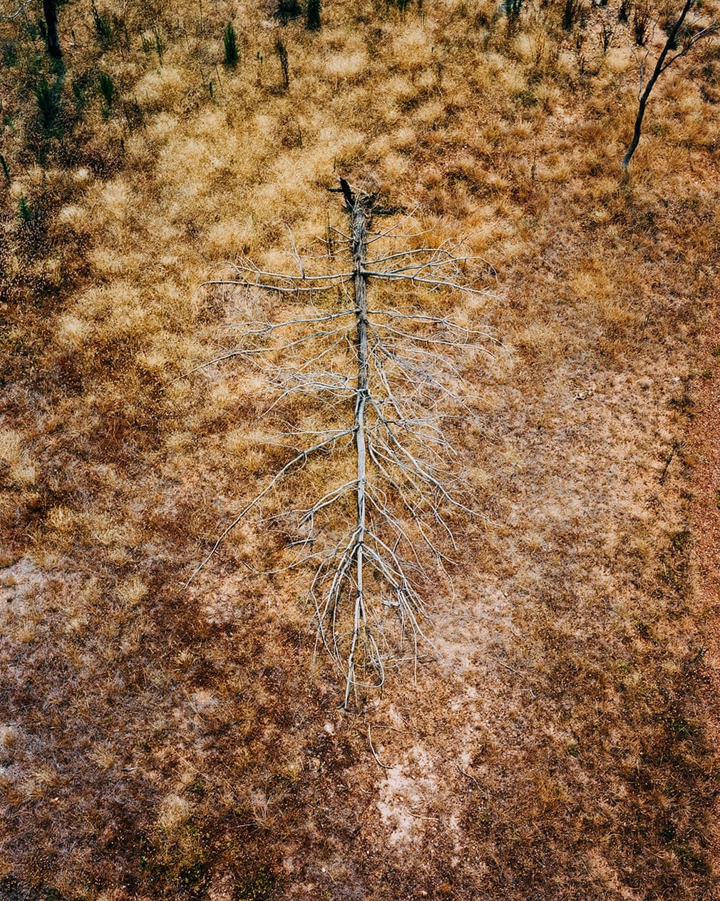 chay rung o australia anh 3