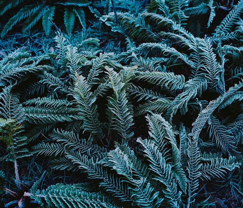 chay rung o australia anh 1