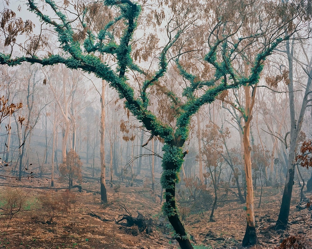 chay rung o australia anh 5