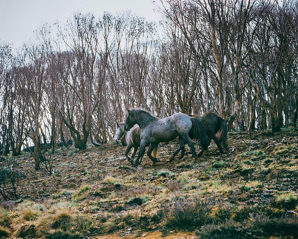 chay rung o australia anh 8