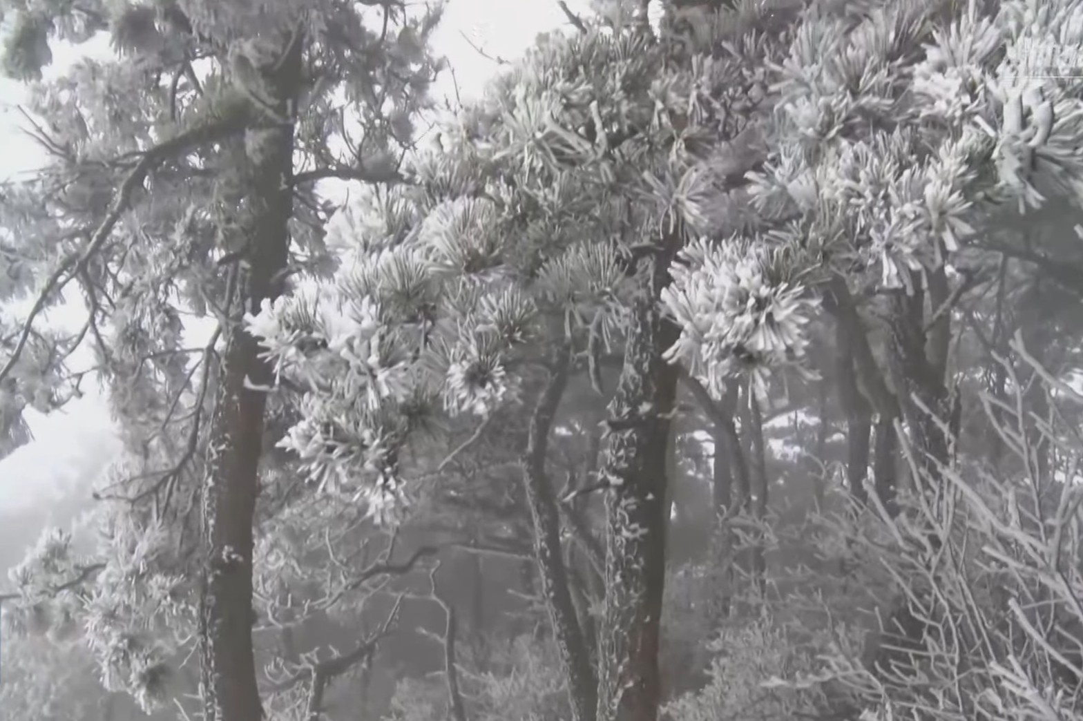 Ngon nui o Trung Quoc chim trong tuyet trang hinh anh