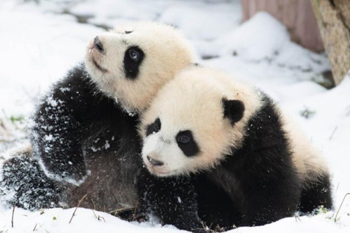 Gau truc o Trung Quoc vui dua trong tuyet trang hinh anh