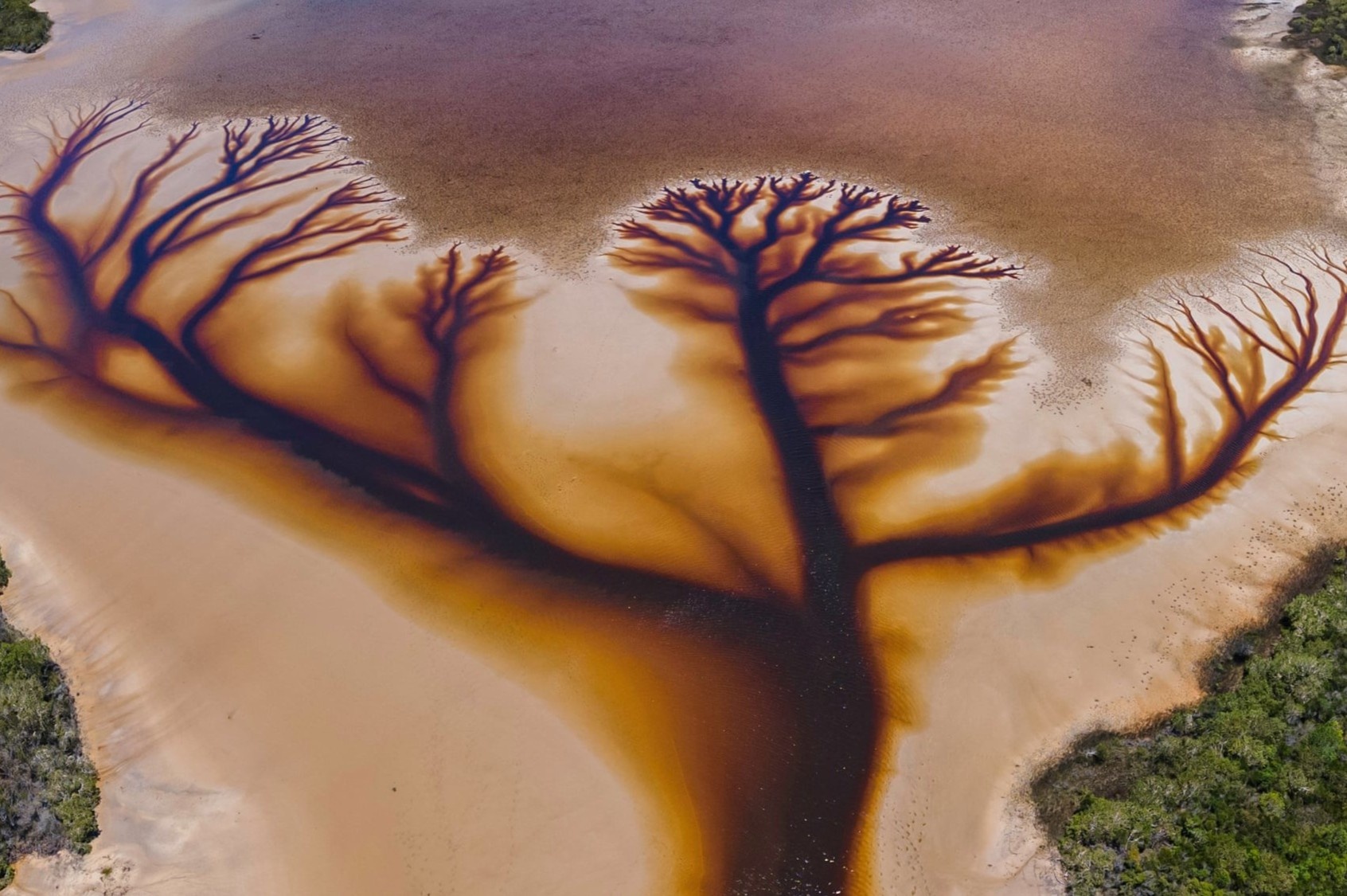 Hinh anh cay giua ho gay chu y mang xa hoi hinh anh