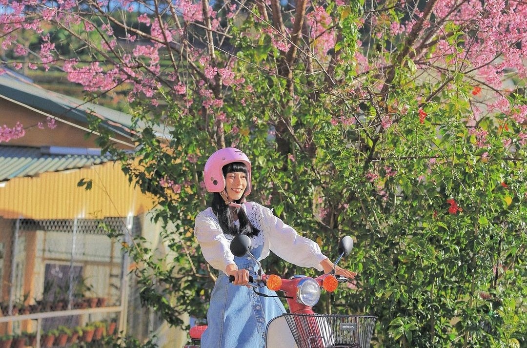 Mai anh dao o Da Lat khac gi dao thuong? hinh anh