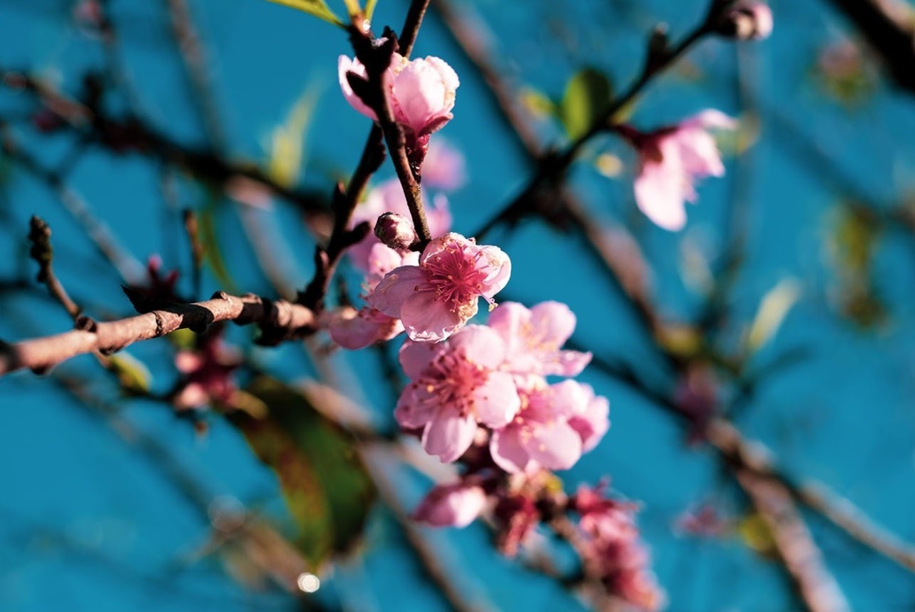 thung lung hang kia anh 15