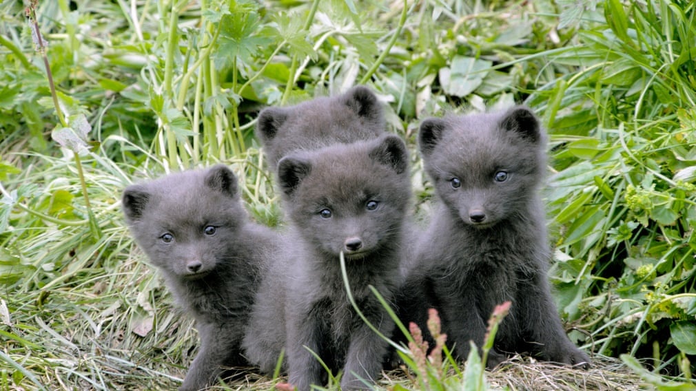 dong vat hoang da anh 7