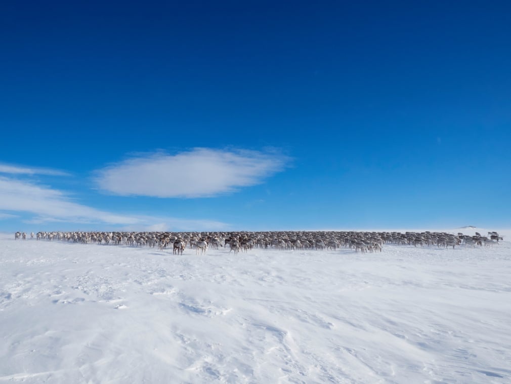 dong vat hoang da anh 2