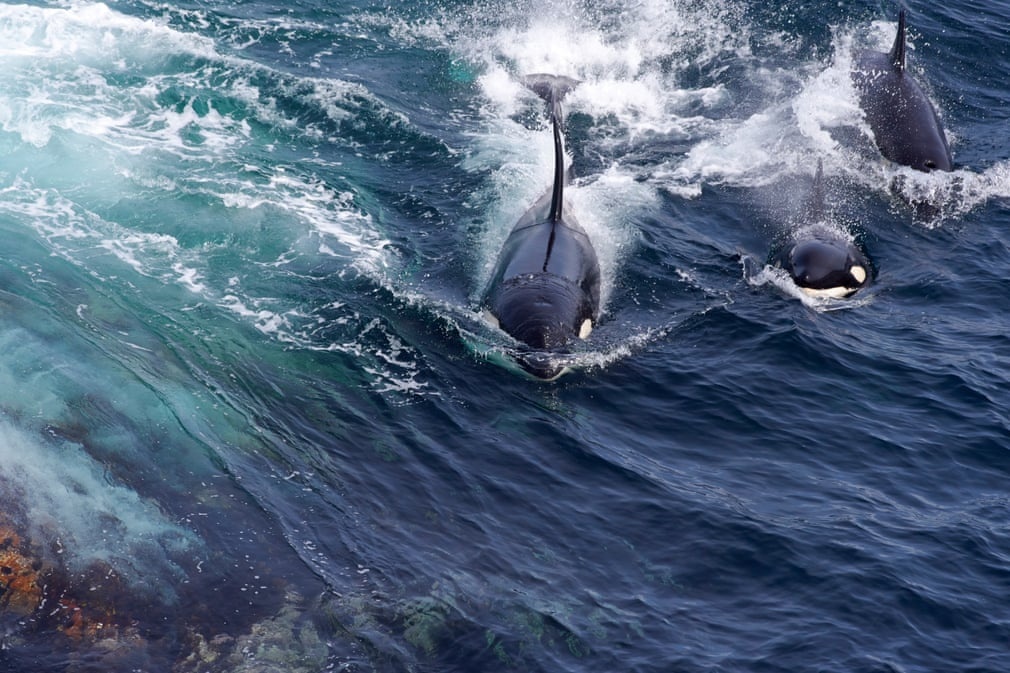 dong vat hoang da anh 4