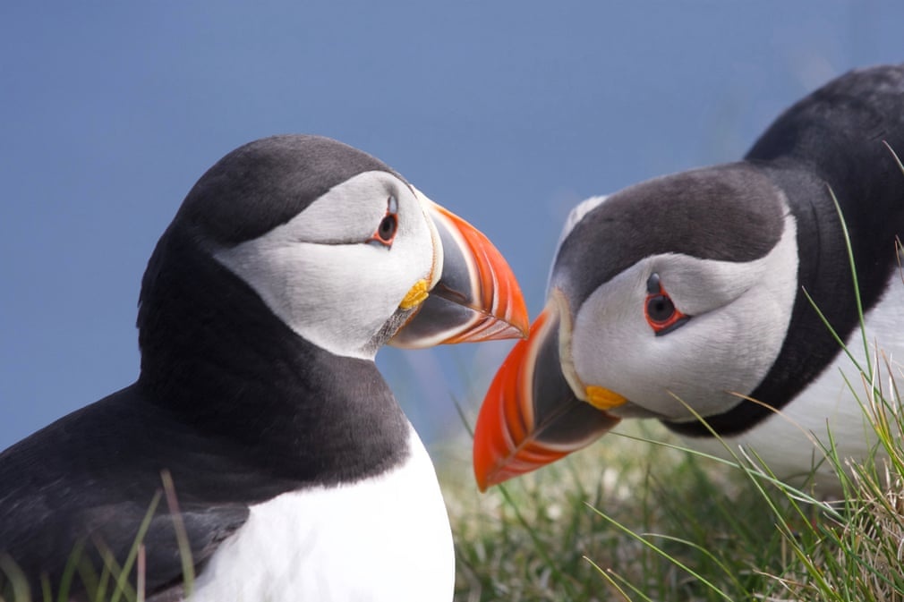 dong vat hoang da anh 5