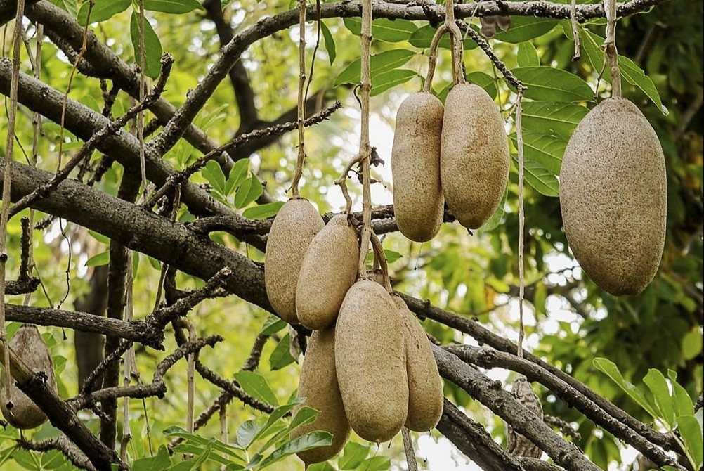 Cay xuc xich co qua nang 10 kg hinh anh