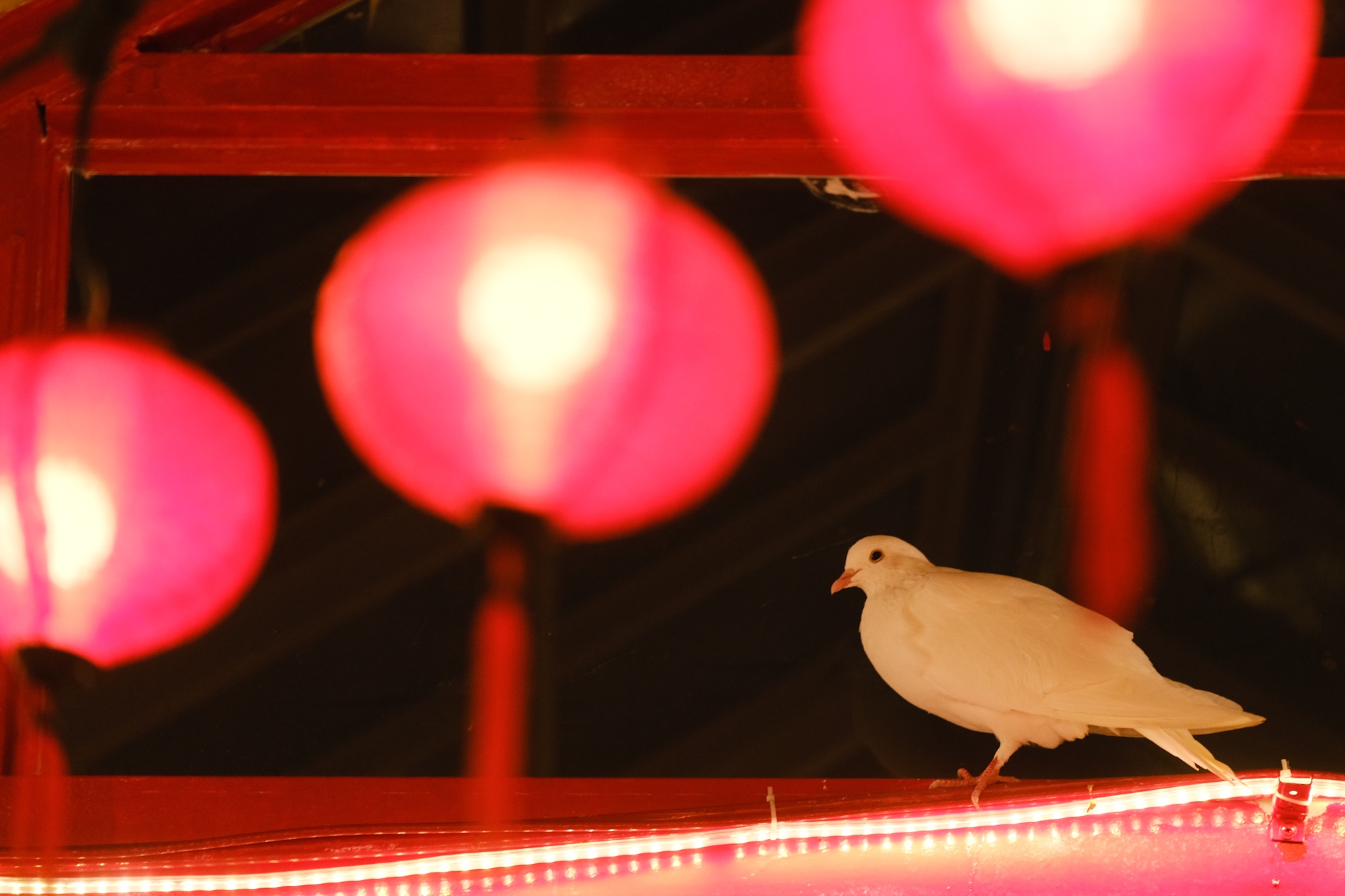 cafe chup anh tet anh 47