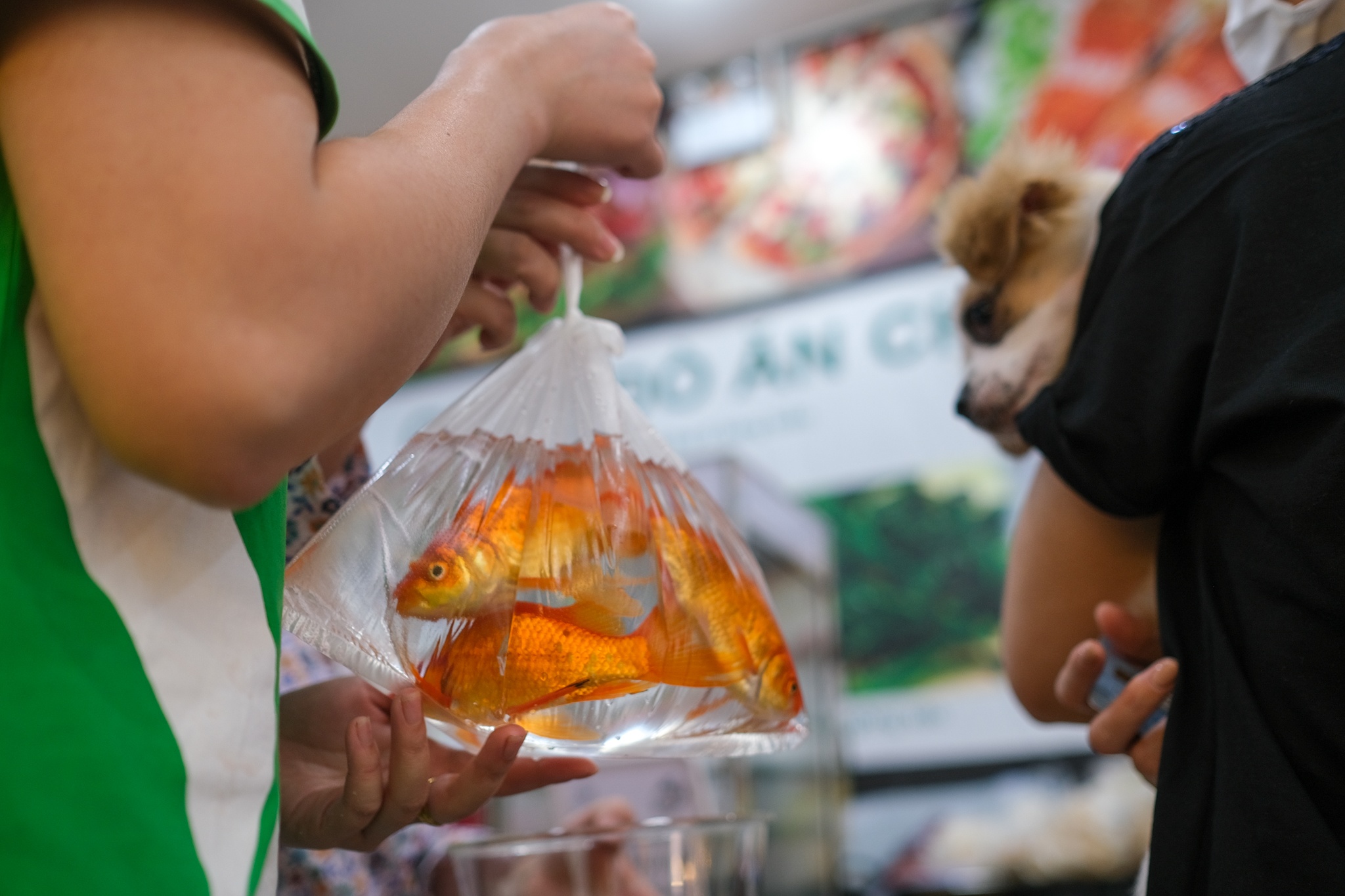 ship mam co tet anh 9