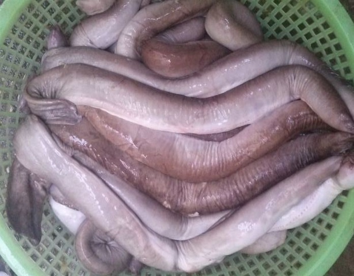 dac san phu yen anh 1