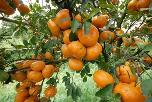 dac san ha nam anh 5