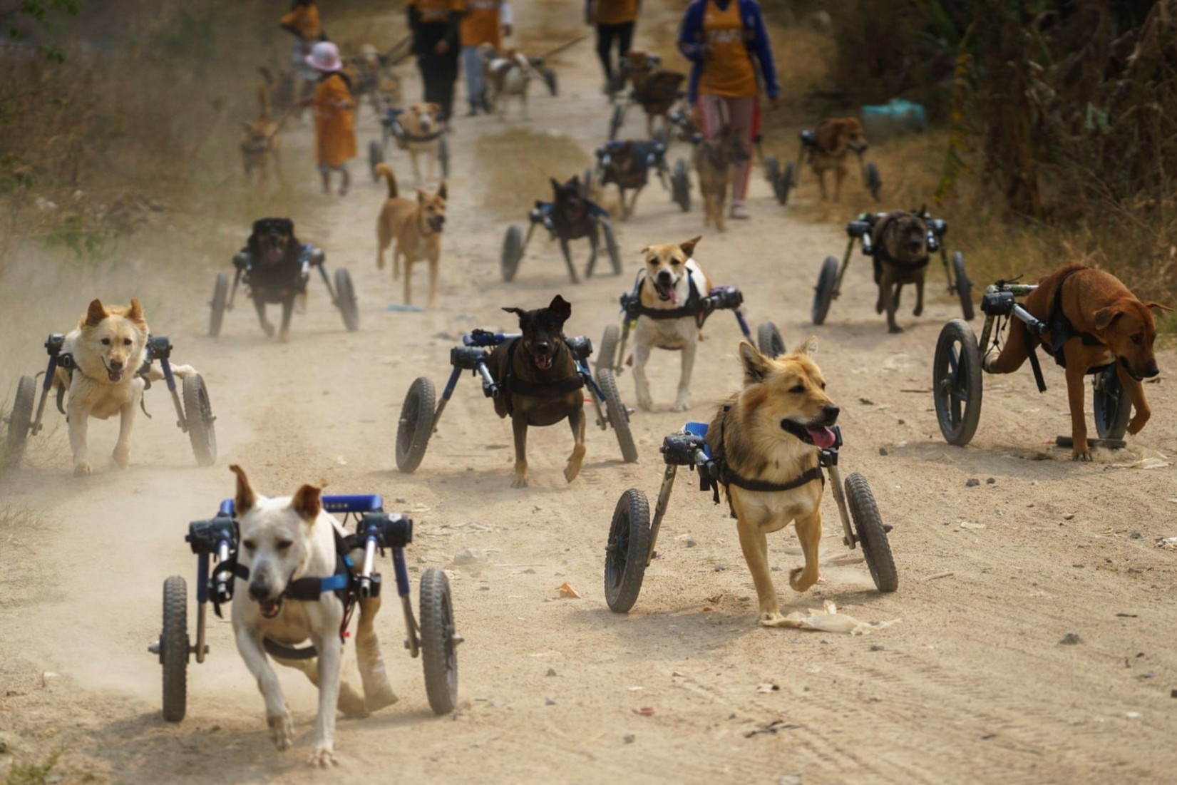 Cuoc song cua nhung con cho hoang khuyet tat o Thai Lan hinh anh