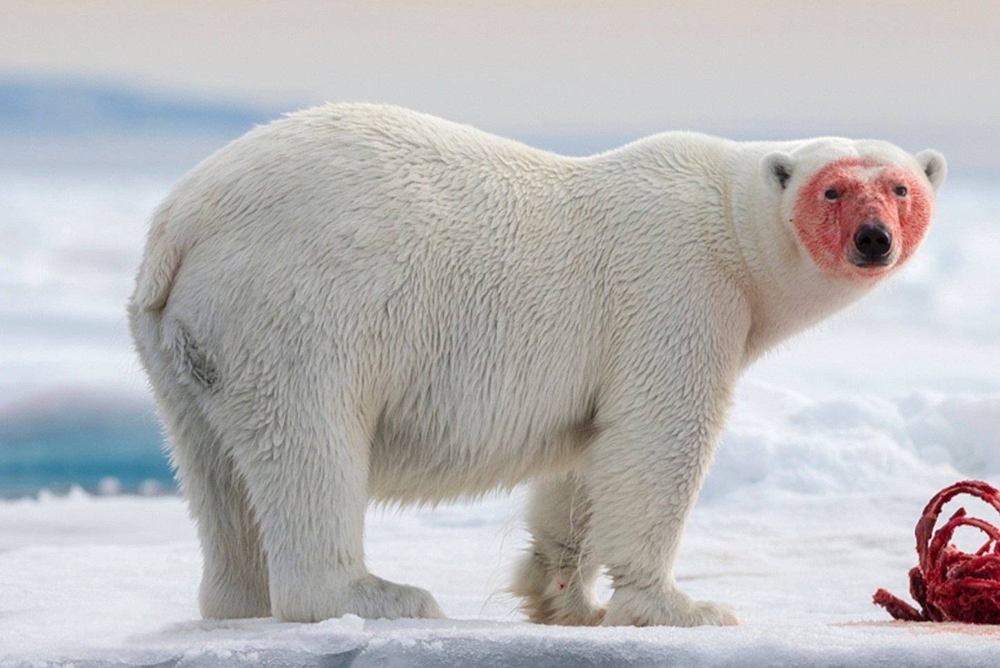 Noi nguoi dan phai mang sung ra duong vi so gau Bac Cuc hinh anh