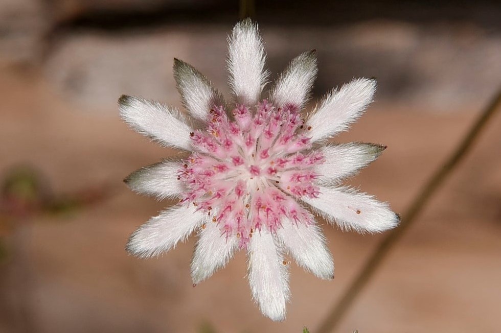 Loai hoa mau hong hiem no sau vu chay rung hinh anh