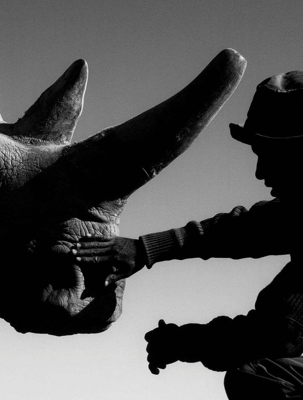 tê giác trắng ảnh 4 te giac trang anh 4