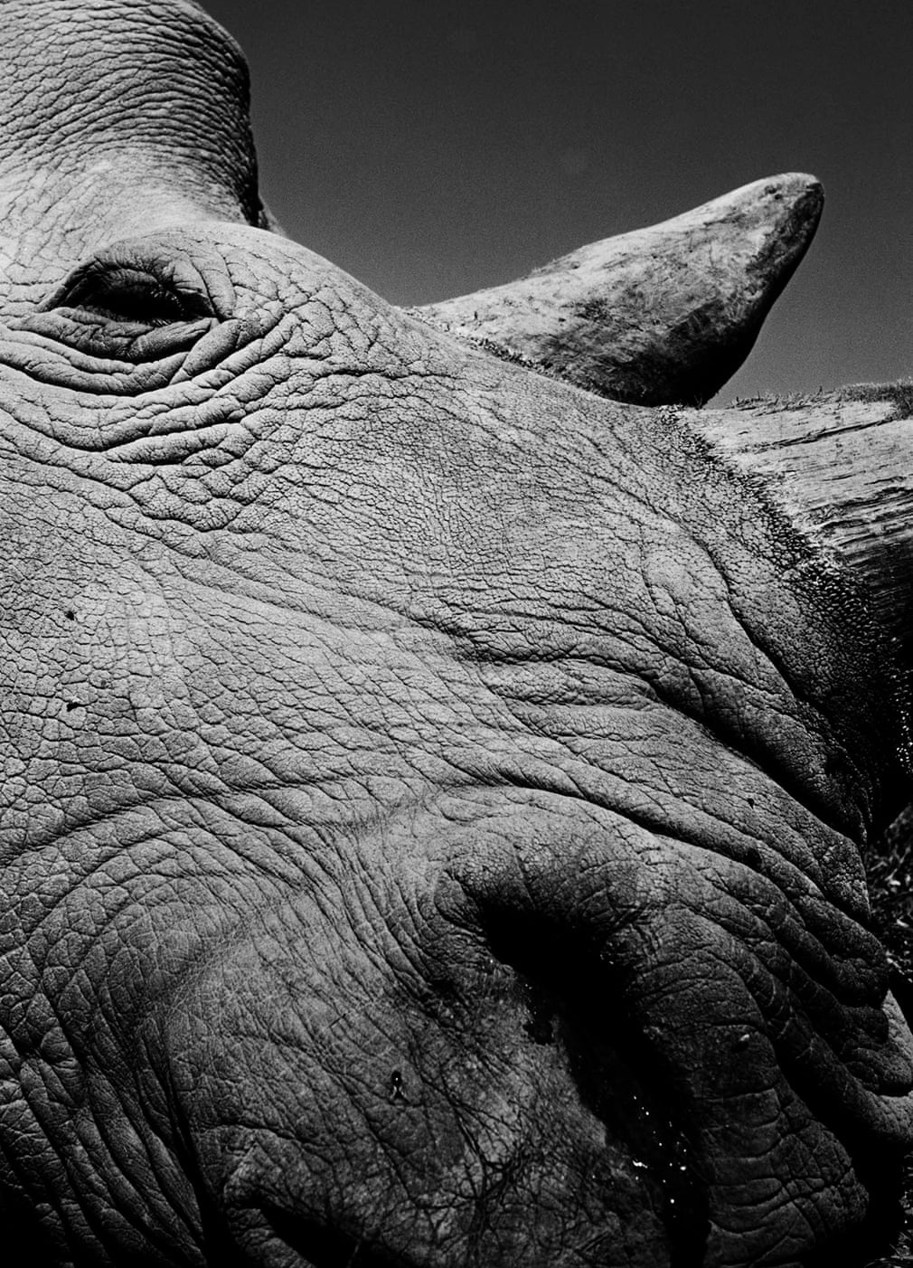 tê giác trắng ảnh 7 te giac trang anh 7