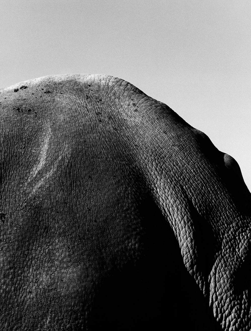 tê giác trắng ảnh 6 te giac trang anh 6