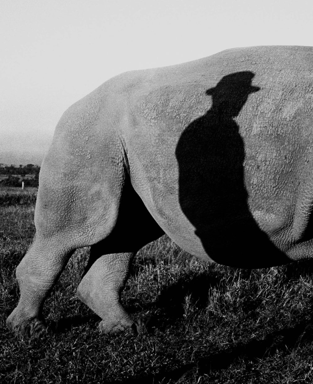 tê giác trắng ảnh 9 te giac trang anh 9