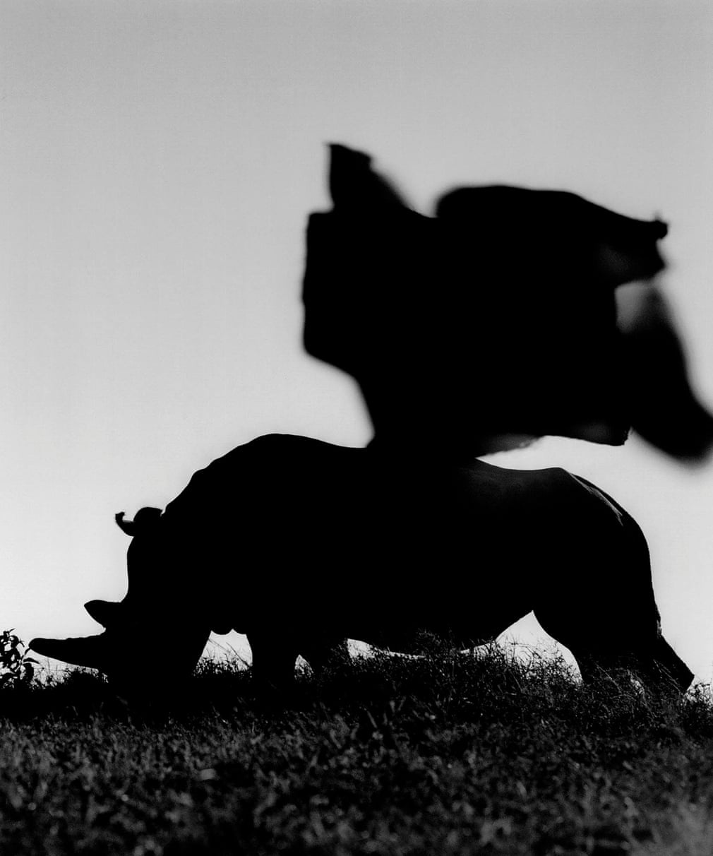 tê giác trắng ảnh 5 te giac trang anh 5