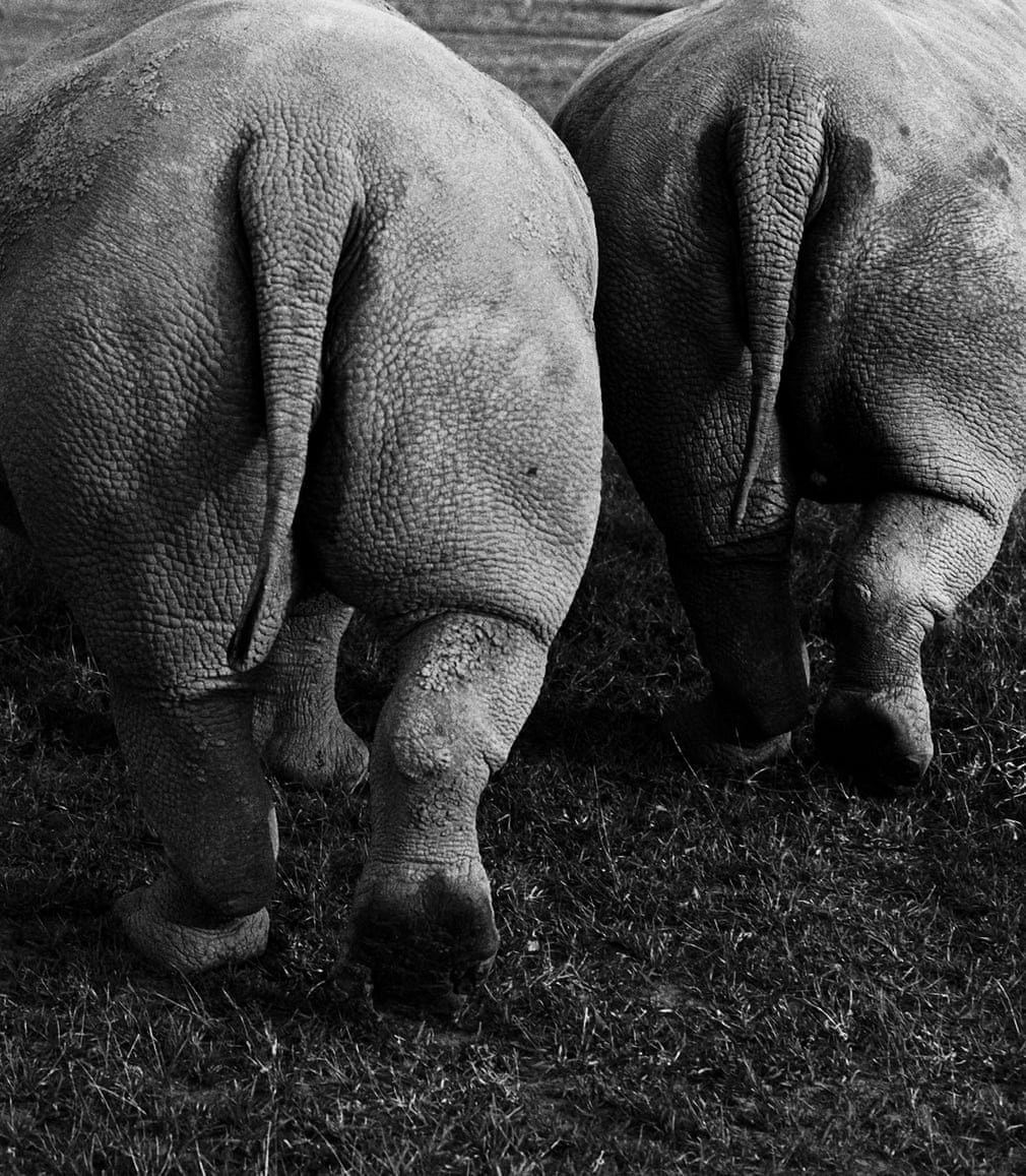 tê giác trắng ảnh 2 te giac trang anh 2