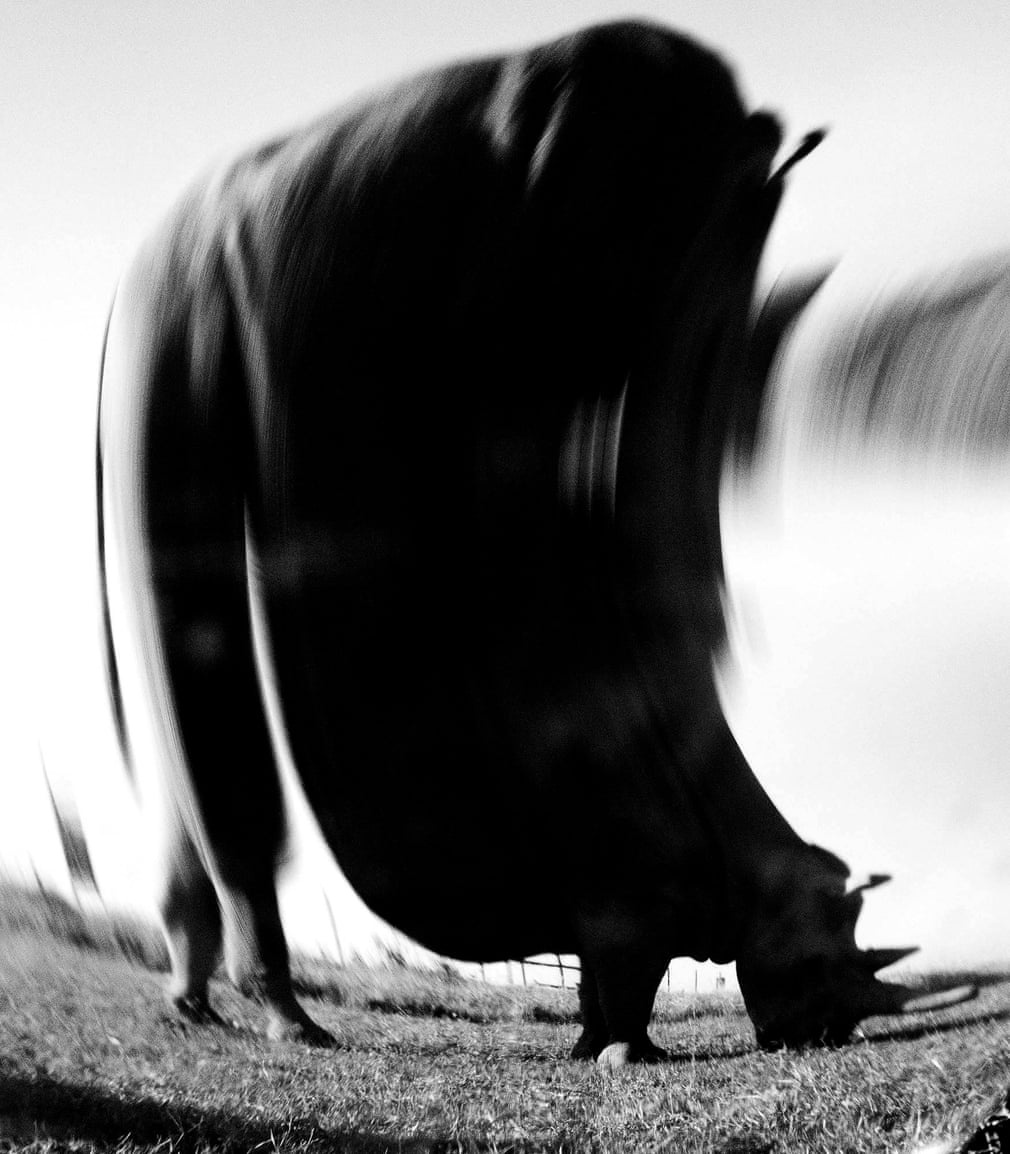 tê giác trắng ảnh 8 te giac trang anh 8