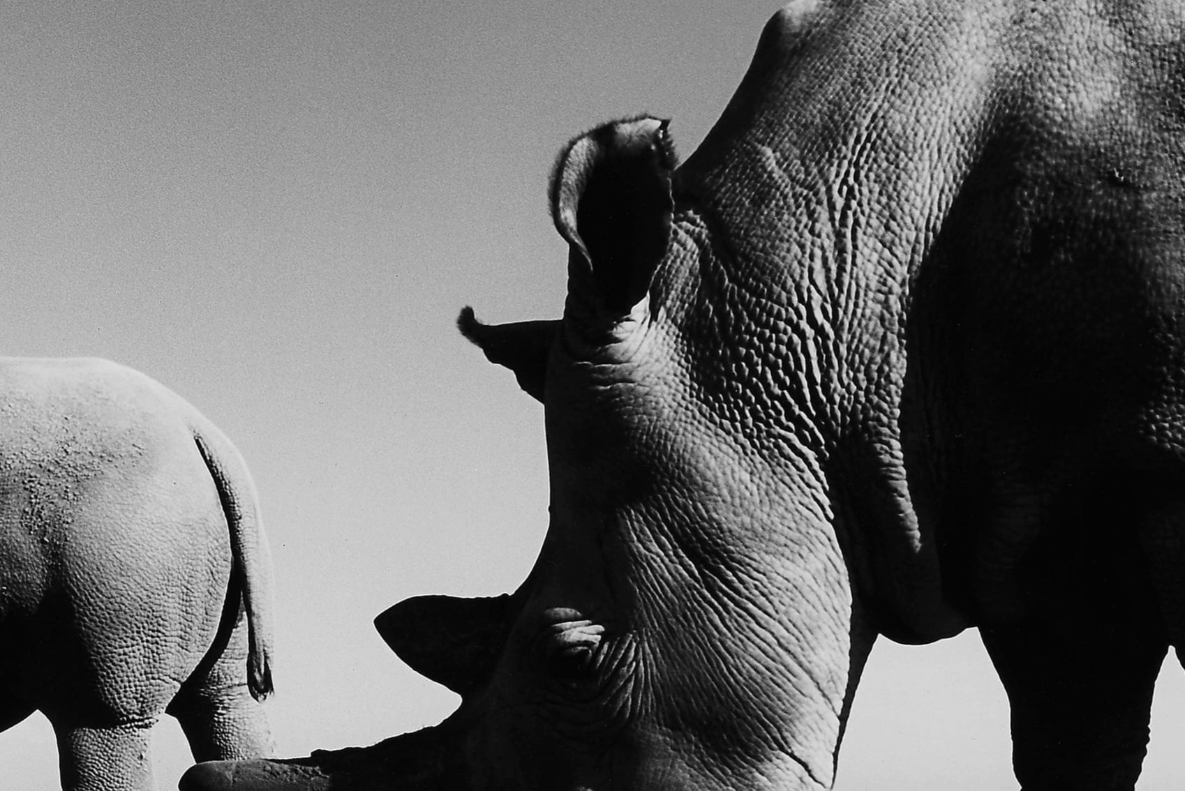 Hai me con te giac trang phuong bac cuoi cung hinh anh