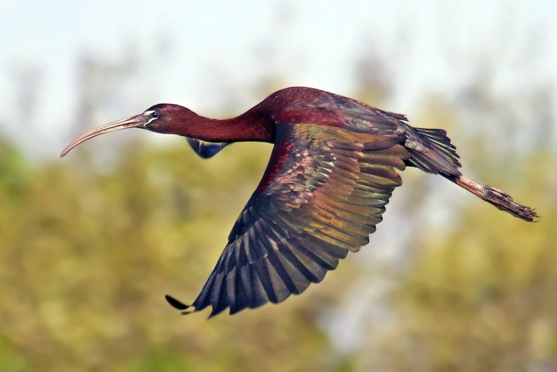 Loai chim bi nghi tuyet chung xuat hien o Trung Quoc hinh anh